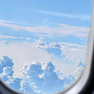 白色郁金香的花语