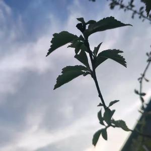 原谅我这一生爱自由