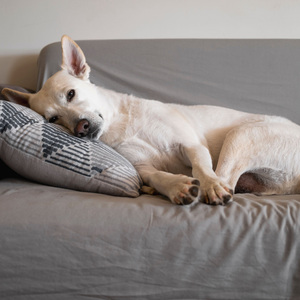 Dreams Wag in Slumber