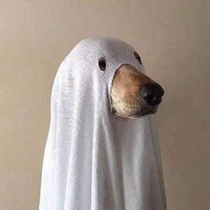 瘦死的骆驼比马大