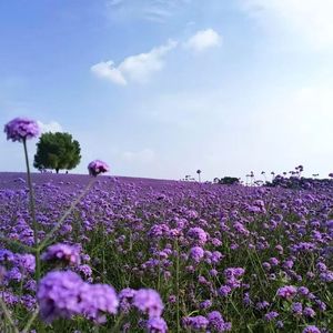 魚恋海(Prod.by Gray Planet)