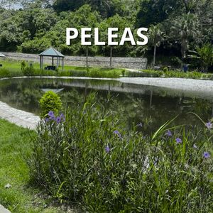 Peleas
