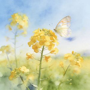 油菜花和蝴蝶信