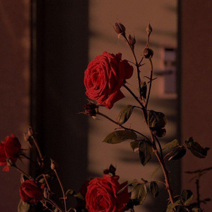 母亲（拉琴版）