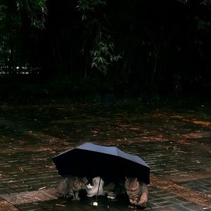 雨