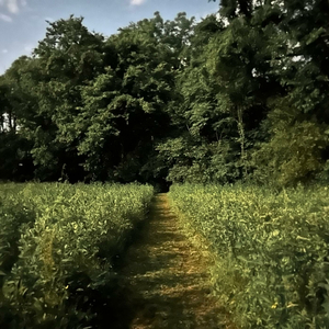 Summer's Fingers Sweetly Linger (Everywhere On Every Side)