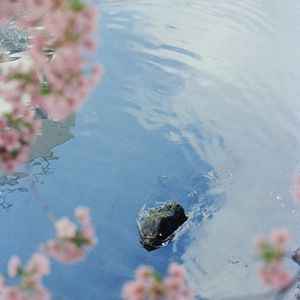 美好事物（翻自 房东的猫）