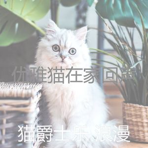 精彩小猫环境