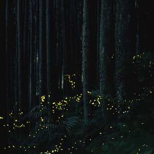 . . . good night . . .