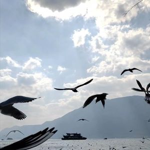 白羊（翻唱 是你的羊羊呐 女生版）