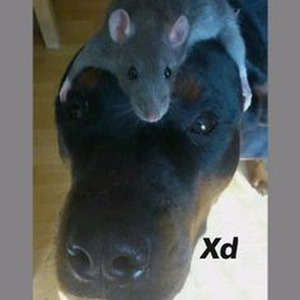 Congratulations (slowed)