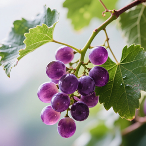 Agung Ikatan Mencapai