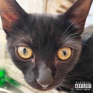 #proudblackcatowner #freestyle