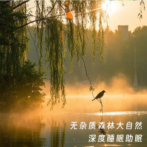 no.6 轻音乐吉他曲 大自然 森林鸟叫 雨声