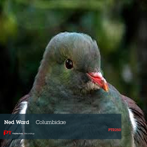 Columbidae (Original Mix)