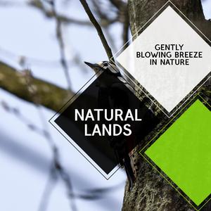 Those Grey Hairy Birds