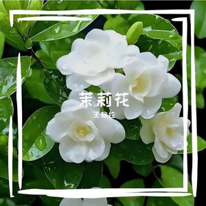 茉莉花开