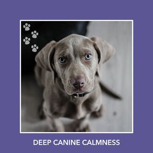 Distant Meditation Song