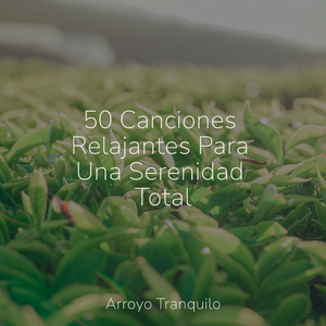 Momentos Tranquilos En Rosa