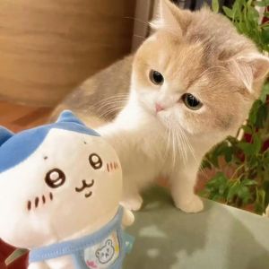 Sacred Play Secret Place哈基米