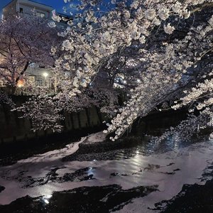 『啼笑』——献礼啼笑一周年