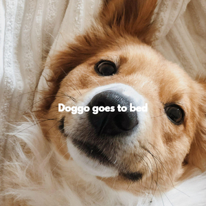 Cheerful Music for Laid Back Pup