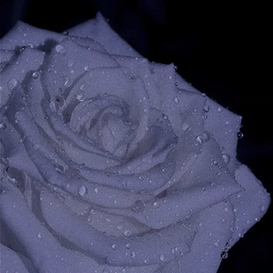 带着枷锁等花开