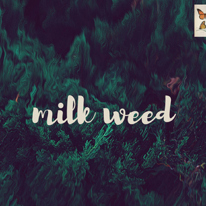 Milkweed