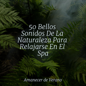 Oasis de Aislamiento Melódico