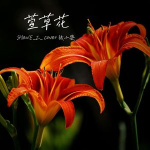 萱草花（男声版）