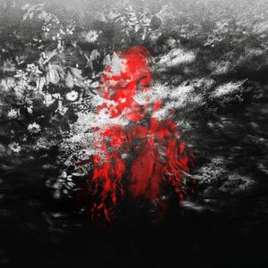 Primordia