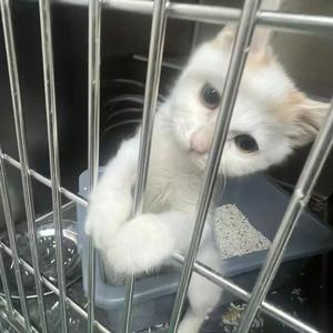 圣诞小猫prod.CHOZ