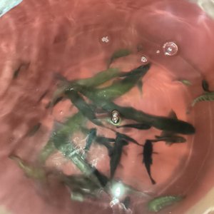 那年杏花微雨 我默念的是你