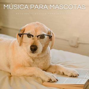 Música Para Gatitos