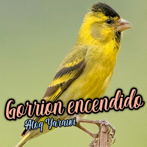 Gorrión Encendio