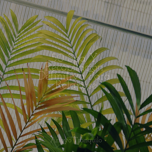 Cautivación Esencial