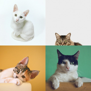 一尘不染小猫印象数