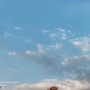 Alan Walker-Sorry（谶馥 remix）