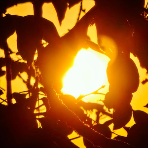 ჩემთან იქნებოდი