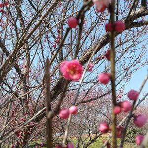 满园春归客未还-厚脸皮