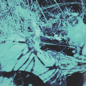 夢のような日々