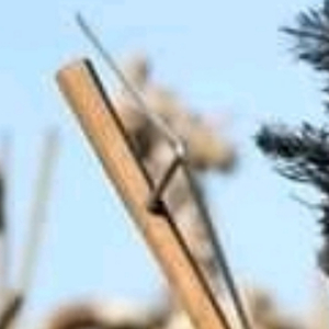 Zizwele Izinto ezinhle ebezishiwo ngu mgilija esaphila