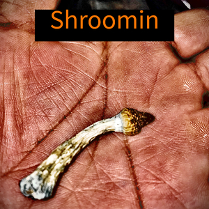 Shroomin