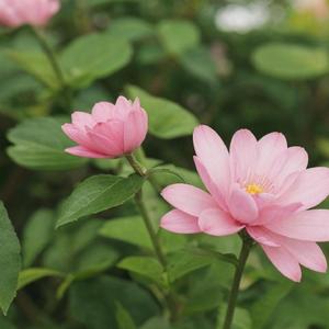 誓言掺了假（新版）