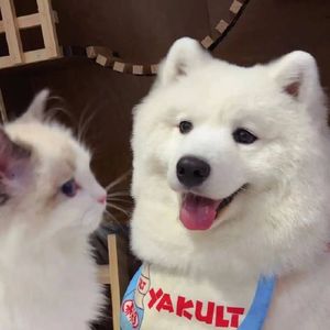 屯休减牙