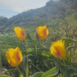 Четыре благородные истины
