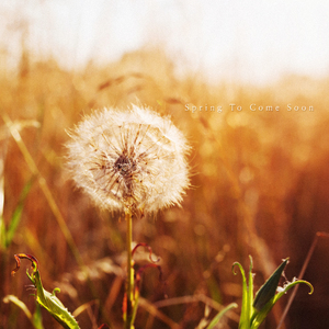 오지 않는 봄을 기다린다