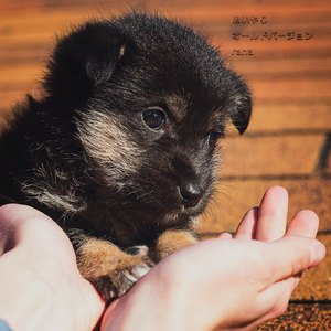 思いやり (old version)