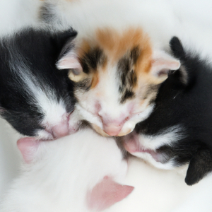 Vacuum Cleaner (416)