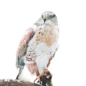 浪潮内蒙区战歌